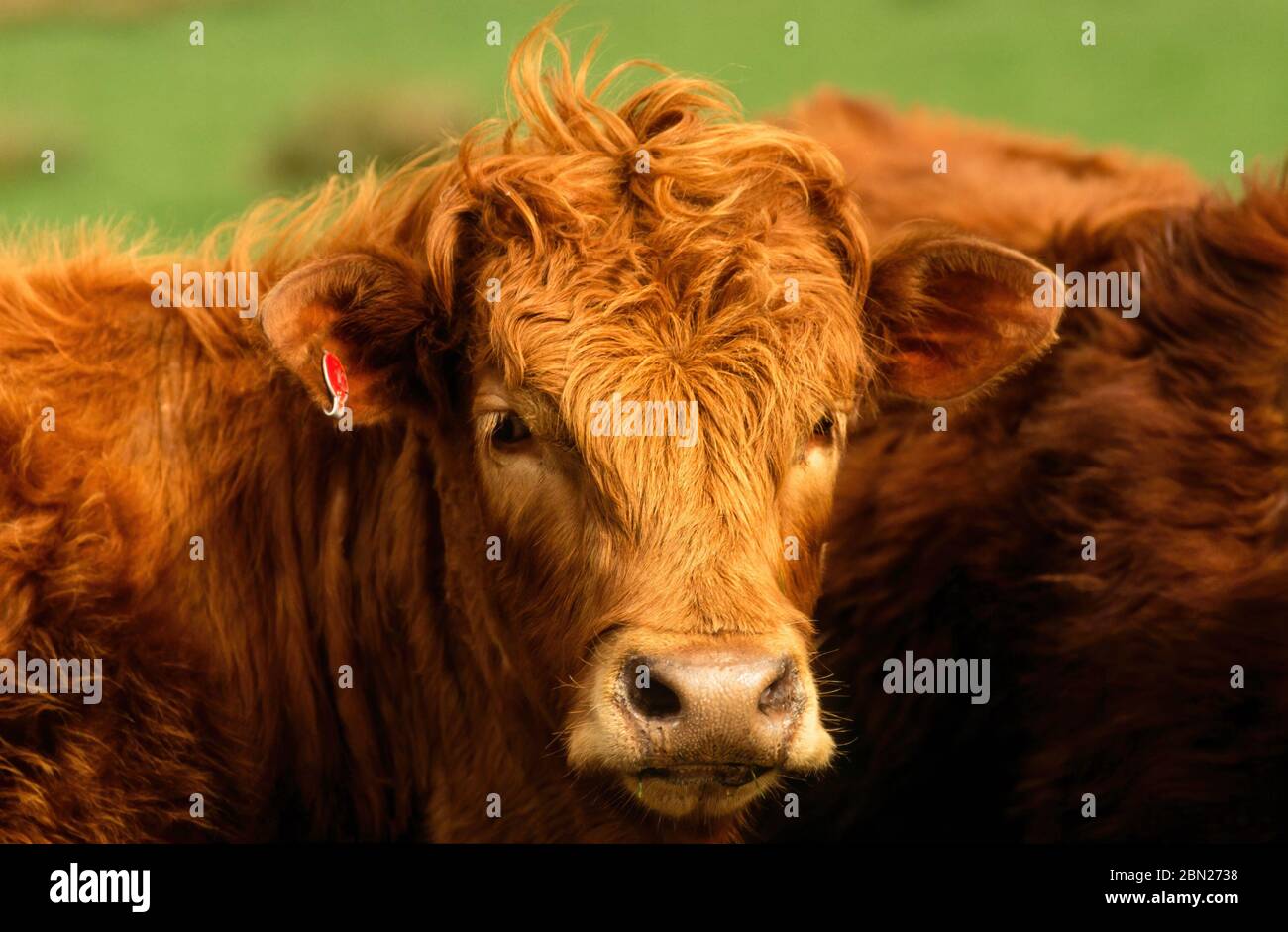 Kopf der braunen Kuh auf grüner Weide, Isle of Colonsay, Schottland, Großbritannien Stockfoto