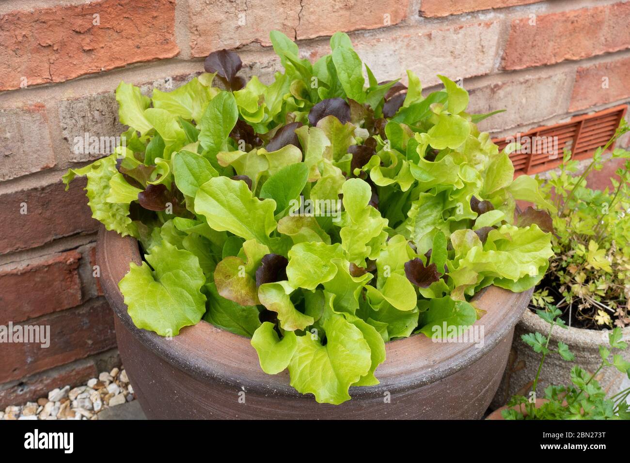 Gemischte Salatblätter wachsen in Outdoor-Töpfen wie Coronavirus Lockdown fördert Selbstversorgung während der Covid-19 Pandemie, England, Großbritannien, Mai 2020. Stockfoto