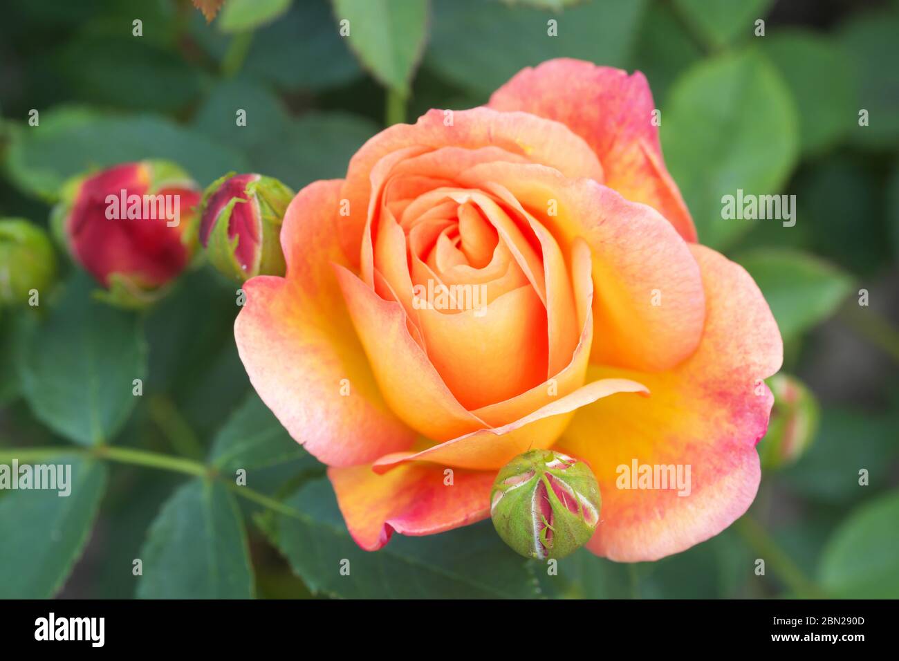 Rose Lady of Shalott eine Strauchrose mit aprikosenorange gefärbten Blüten, die im Mai 2020 in Großbritannien gesehen wurde Stockfoto