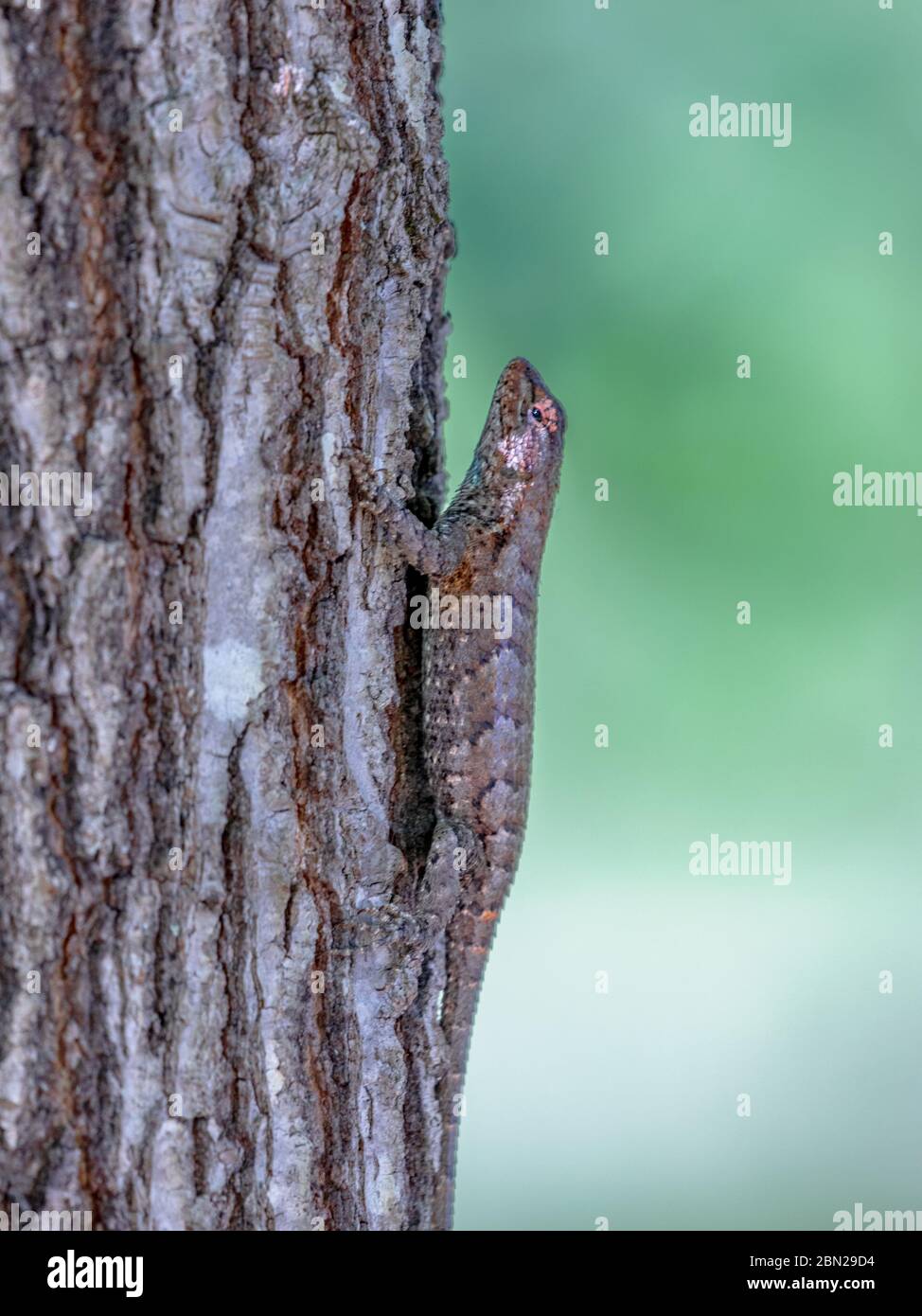 Zauneidechse auf einem Baum im Providence Canyon State Park gefunden. Während der Paarungszeit hat das Männchen eine leuchtend blaue Flecken an Hals und Unterseite Stockfoto