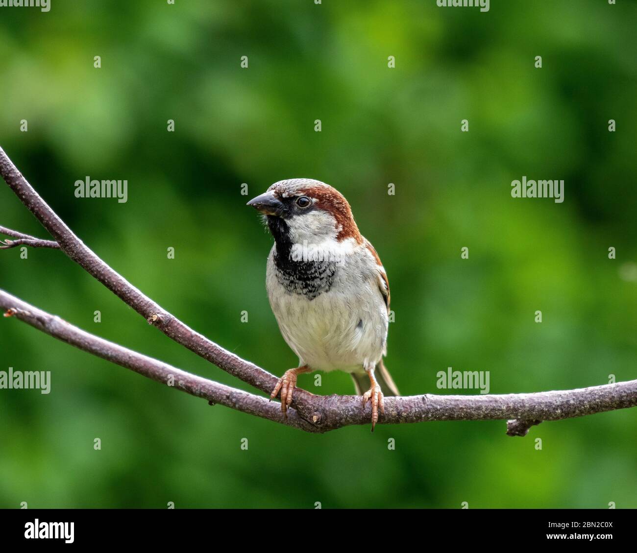 Der männliche Haussperling ist ein Vogel der Spattenfamilie Passeridae, der in den meisten Teilen der Welt gefunden wird. Stockfoto
