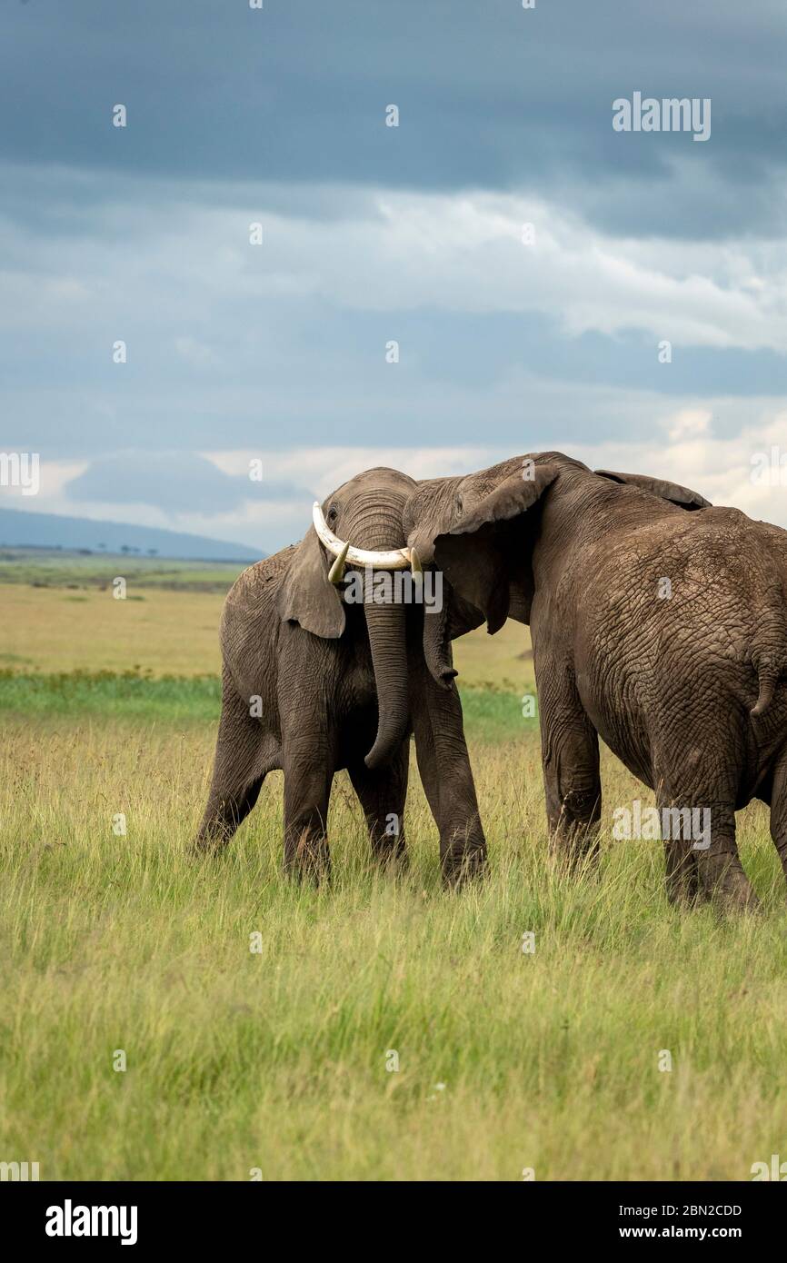 Zwei männliche afrikanische Elefanten (loxodonta africana) kämpfen und stoßen sich mit ihren Stämmen Stockfoto
