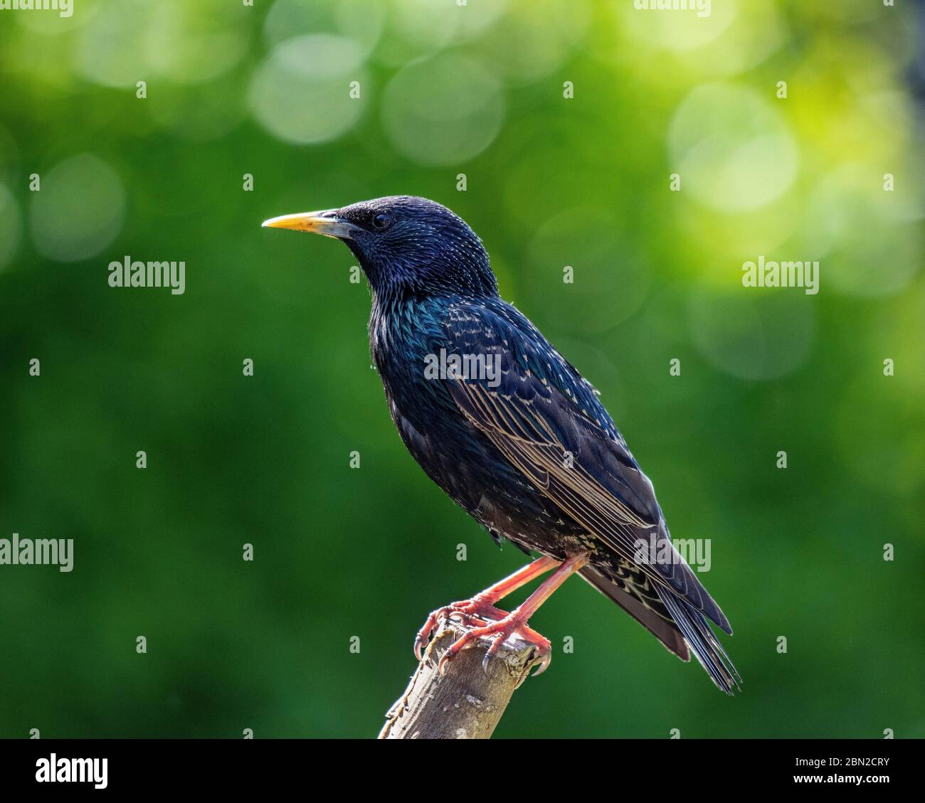 Der gemeine Star, auch als europäischer Star bekannt, oder auf den Britischen Inseln nur der Star, ist ein mittelgroßer Singvogel im Star Stockfoto