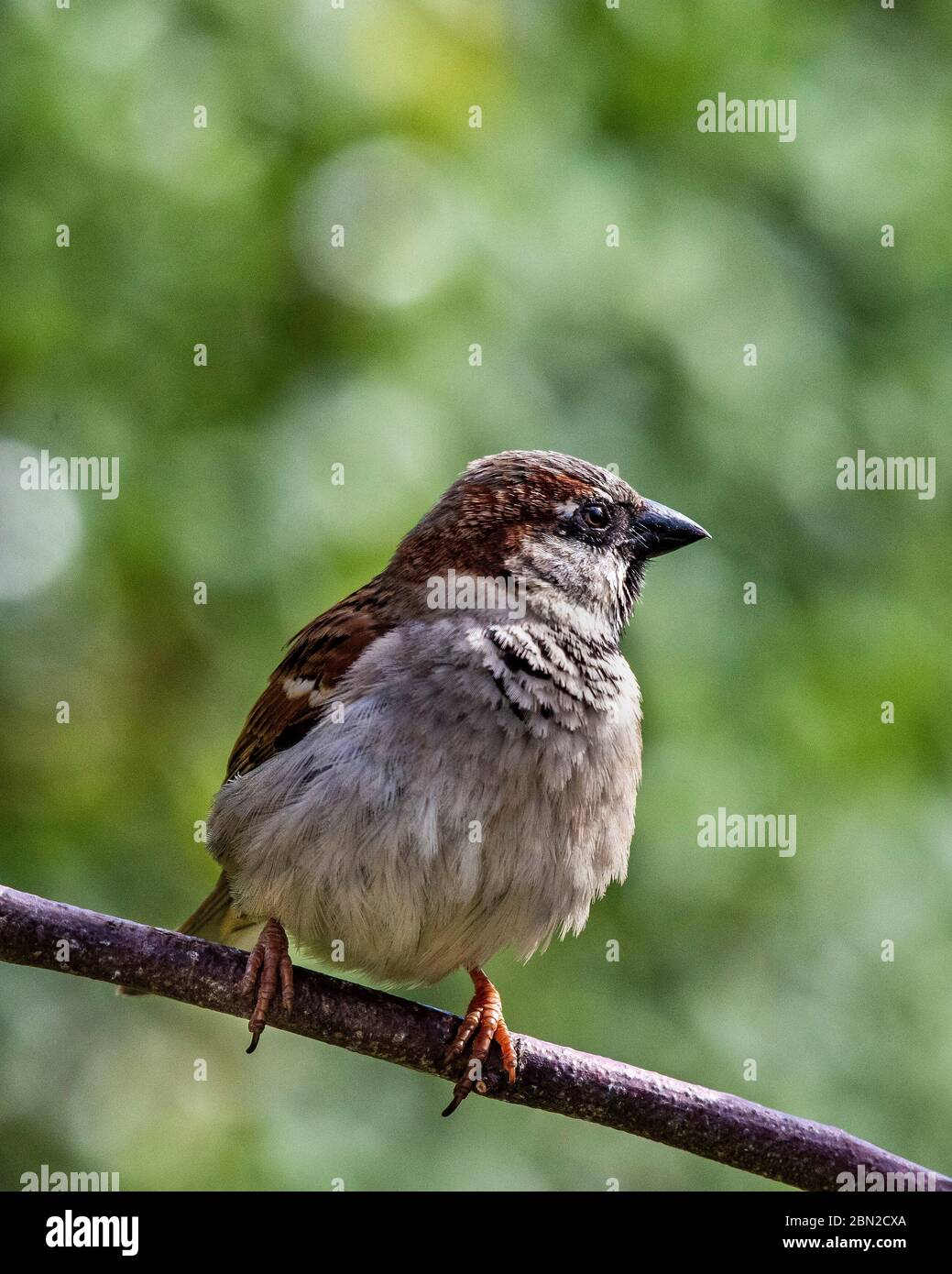 Der männliche Haussperling ist ein Vogel der Spattenfamilie Passeridae, der in den meisten Teilen der Welt gefunden wird. Stockfoto