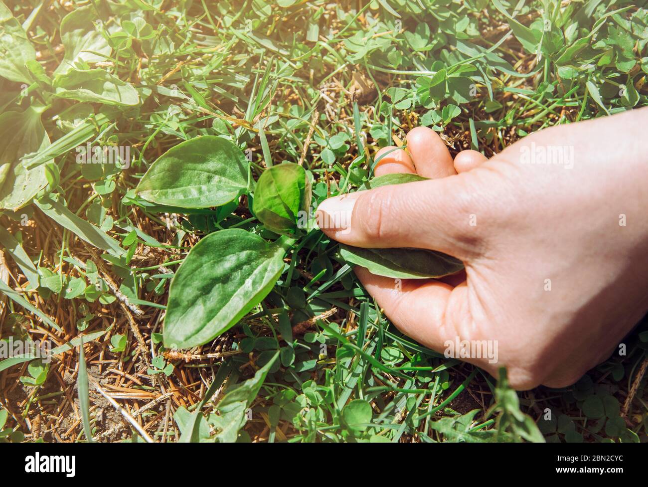 Frau Hand Kommissionierung Plantago Major, Breitblatt Wegerich, weißen Mann Fuß, oder größere Wegerich frische Pflanzenblätter für pflanzliche Heilmittel. Stockfoto