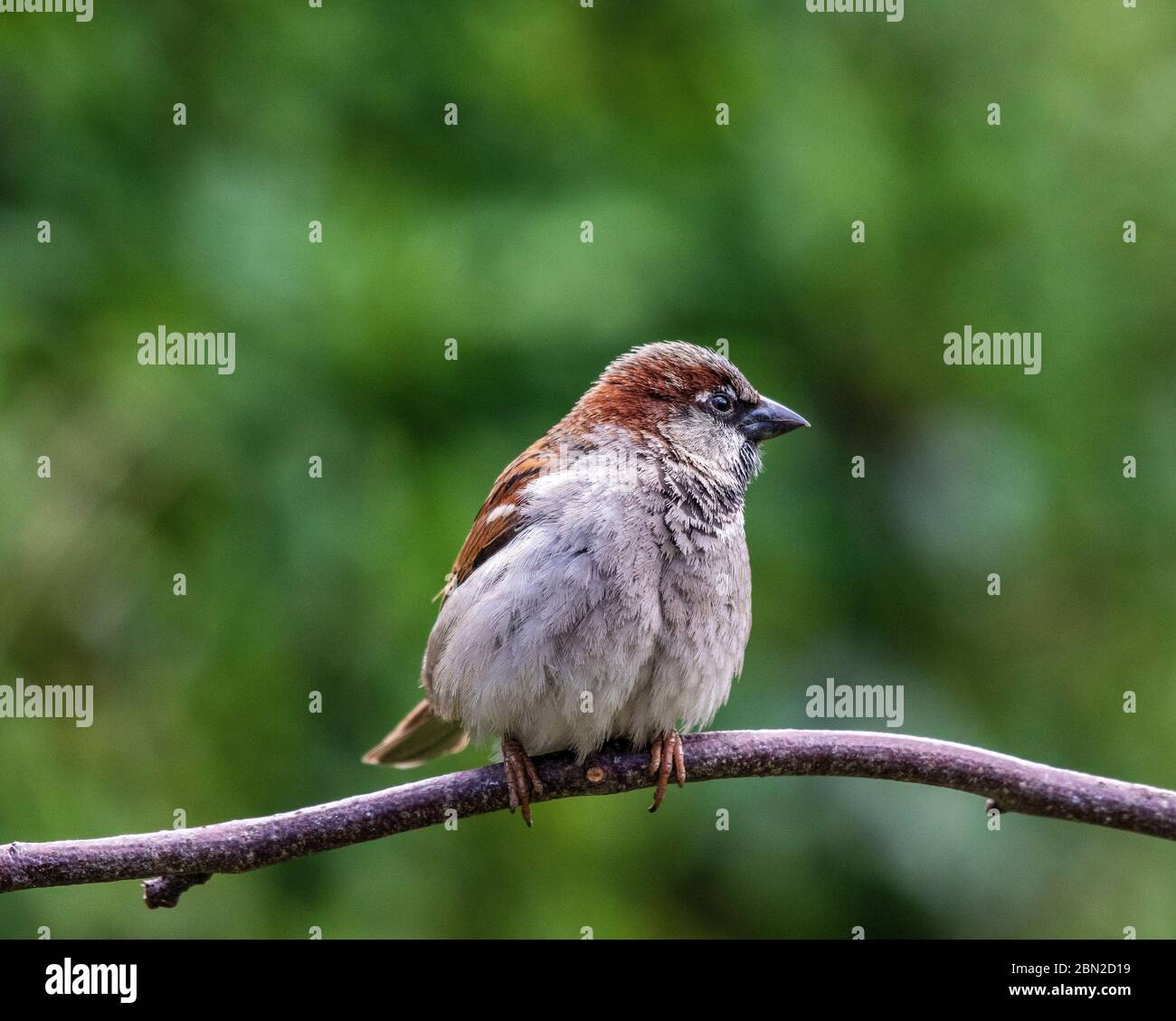 Der männliche Haussperling ist ein Vogel der Spattenfamilie Passeridae, der in den meisten Teilen der Welt gefunden wird. Stockfoto
