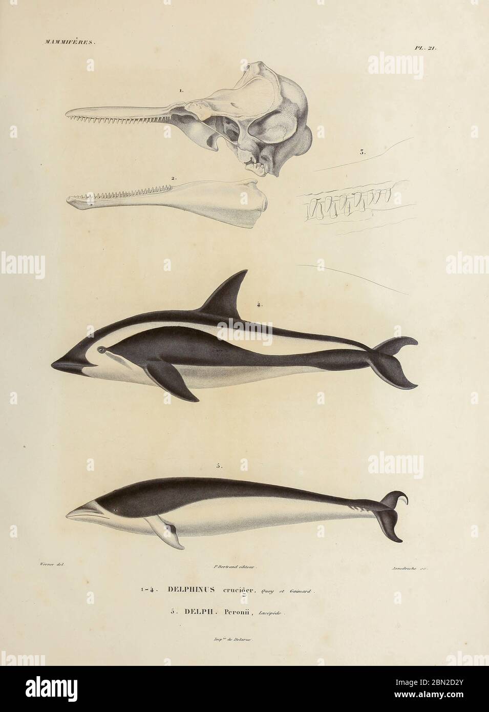 Handkolorierte Skizze des kurzschnabeligen Gemeinen Delphins (Delphinus delphis hier als Delphinus cruiger]) oben. Und südlicher rechter Waldelfin (Lissodelphis peronii [hier als Delph peronii]) unten. Aus dem Buch 'Voyage dans l'Amérique Méridionale' [Reise nach Südamerika: (Brasilien, die östliche republik Uruguay, die argentinische Republik, Patagonien, die republik Chile, die republik Bolivien, die republik Peru), ausgeführt in den Jahren 1826 - 1833] 4. Band von: Orbigny, Alcide Dessalines d', d'Orbigny, 1802-1857; Montagne, Jean François Camille, 1784-1866; Martius, Karl Friedrich Phil Stockfoto