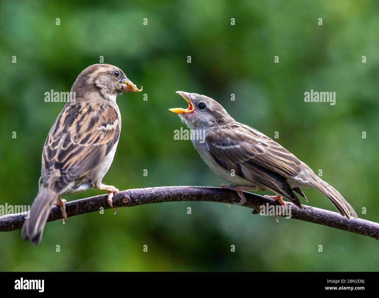 Der Haussperling ist ein Vogel der Spattenfamilie Passeridae, der in den meisten Teilen der Welt gefunden wird. Weibchen füttert ihre Jungen Stockfoto