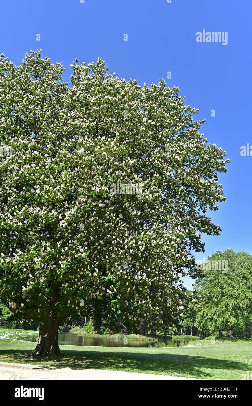 Blühende Rosskastanie / Konkerbaum (Aesculus hippocastanum) im Park, zeigt weiße Blüten im Frühjahr Stockfoto