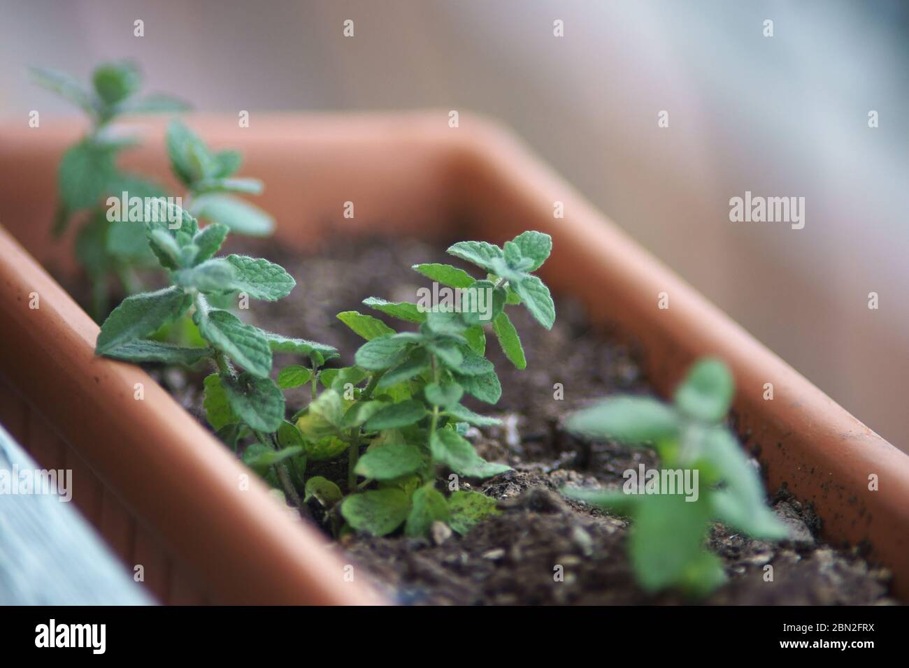 Minze Pflanze Nahaufnahme in Topf Stockfoto