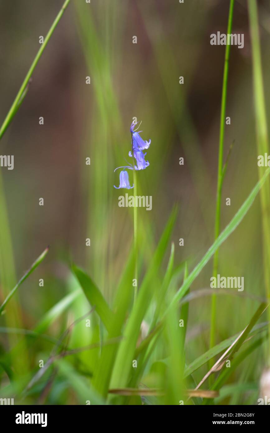 Blaubellen wachsen in hohen grünen Gras Stockfoto