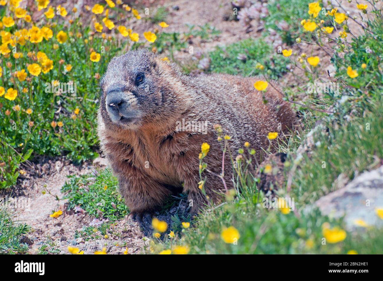 Murmeltier im Rocky Mountain National Park Stockfoto