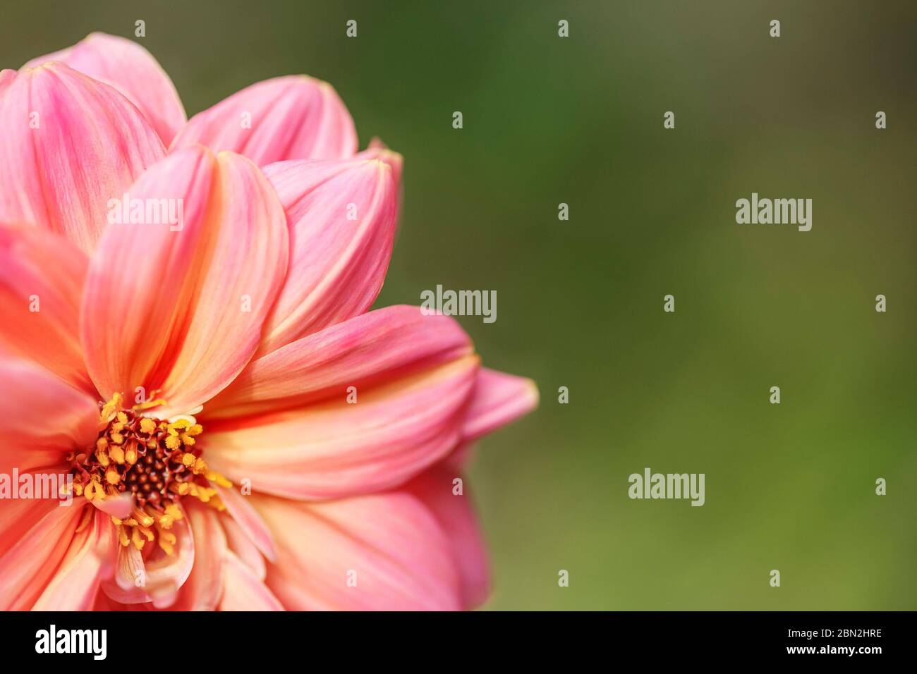 Rosa Dahlia Hintergrund oder Blumenkarte Vorlage geeignet für die Verwendung als Einladung Stockfoto