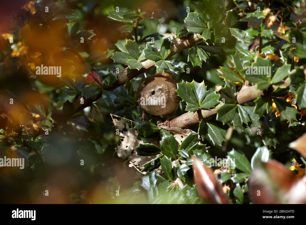 Ein Foto von einem Wren (Troglodytes troglodytes), der aus seinem Nest kommt. Stockfoto