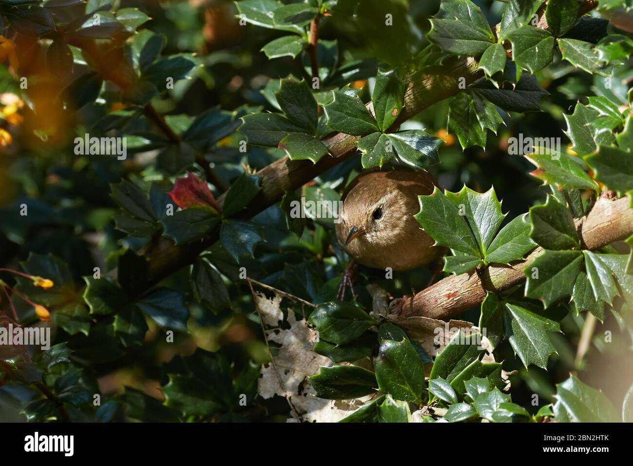 Ein Foto von einem Wren (Troglodytes troglodytes), der aus seinem Nest kommt. Stockfoto