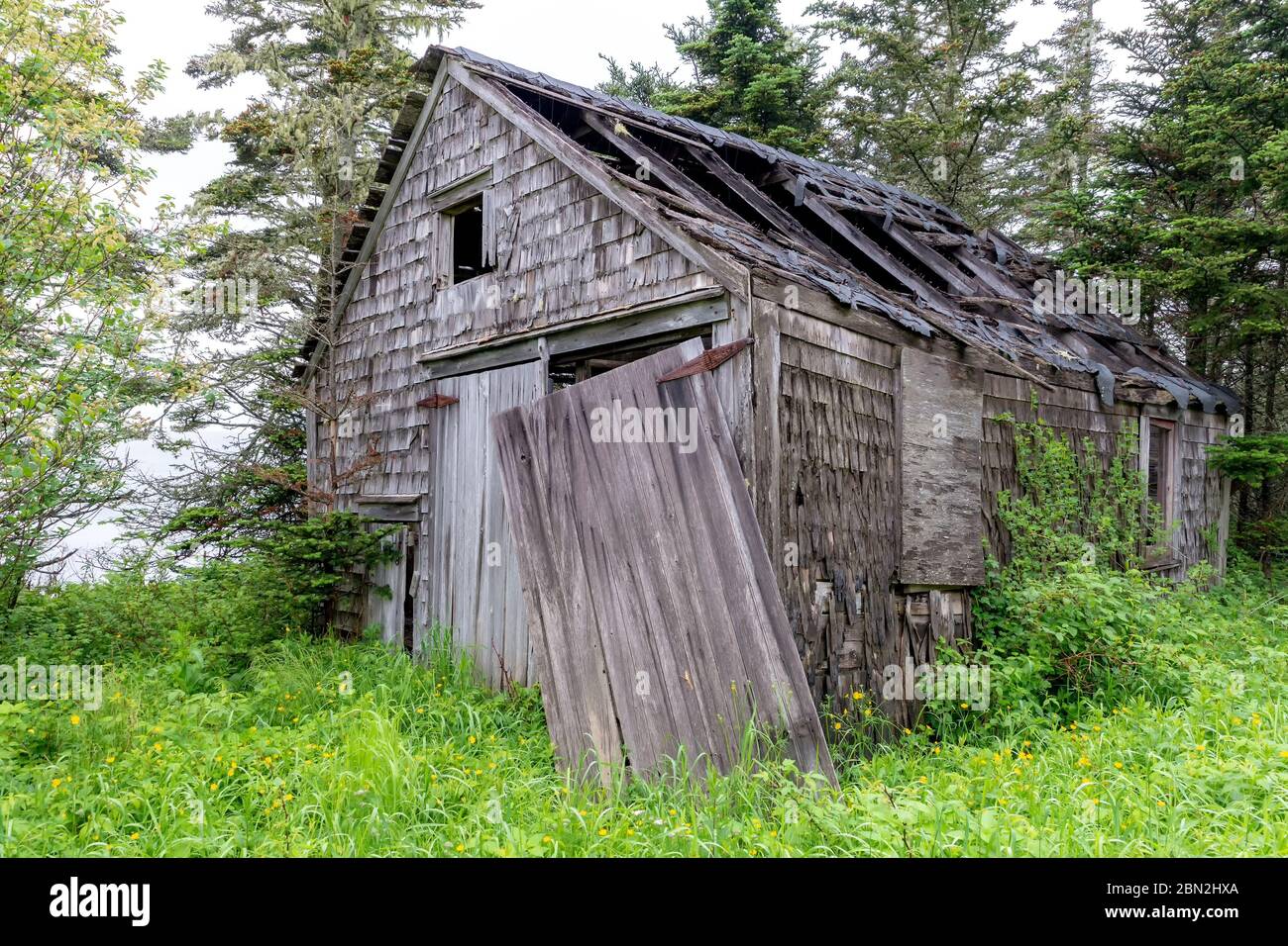 Eine alte, verwitterte Hütte im Wald. Holzschindeln und Holztüren. Das Dach ist fast überstürzt und eine der Türen hängt locker. Vegetation Stockfoto