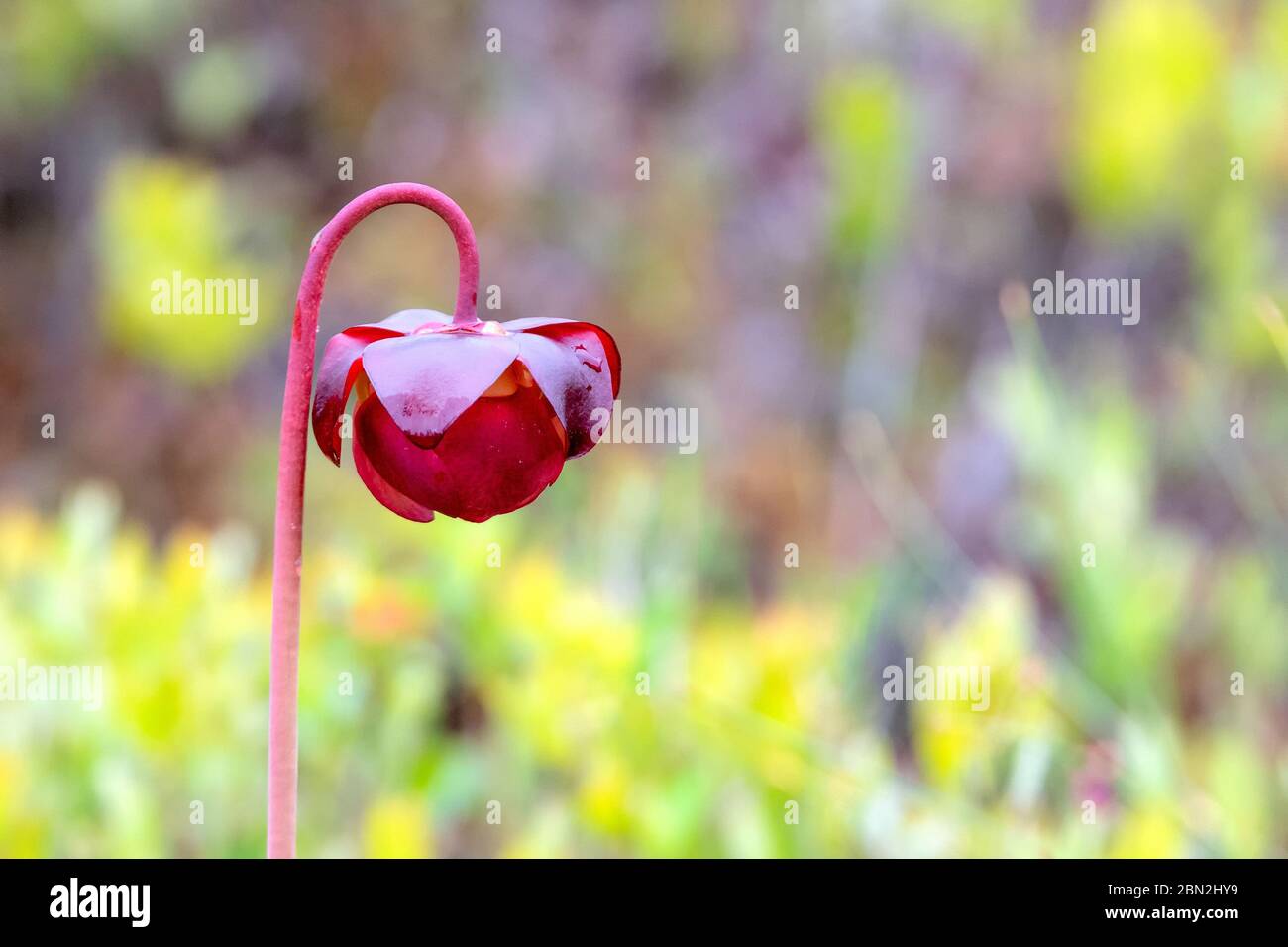 Eine Nahaufnahme von Purpurkrüge (sarracenia purpurea), einer fleischfressenden Pflanze, die Insekten frisst. Es wie einst von den Stämmen der First Nations als m verwendet Stockfoto