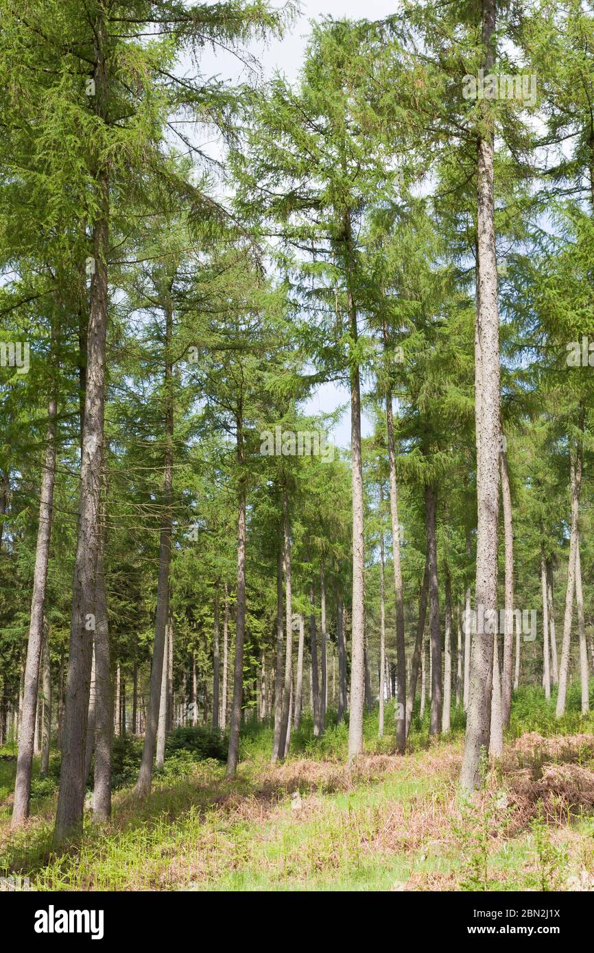 Kiefern in einem Nadelwald, Waldwald in Chiltern Hills, Großbritannien Stockfoto