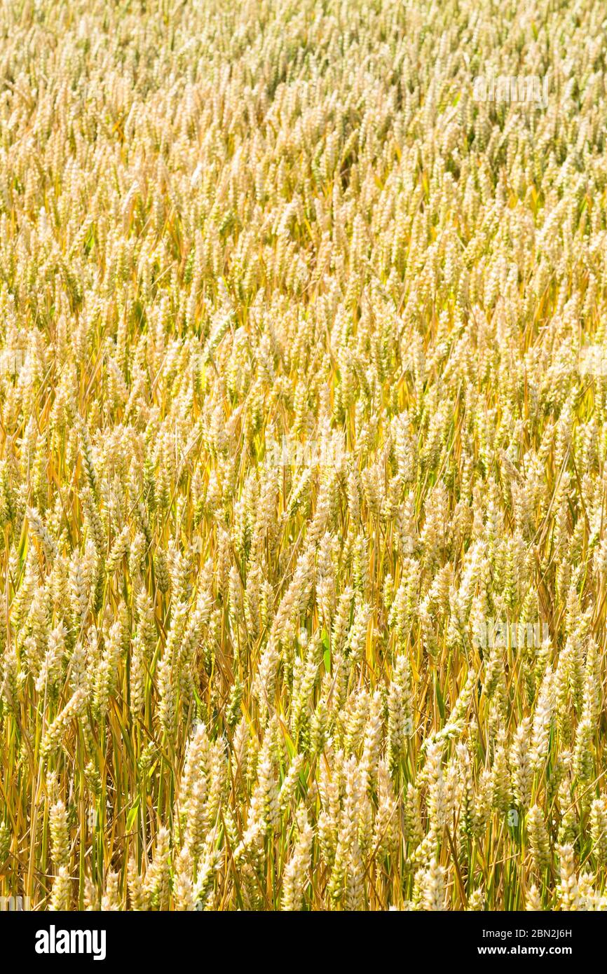 Weizenfeld Nahaufnahme, Hintergrund, mit Getreide bereit zur Ernte Stockfoto