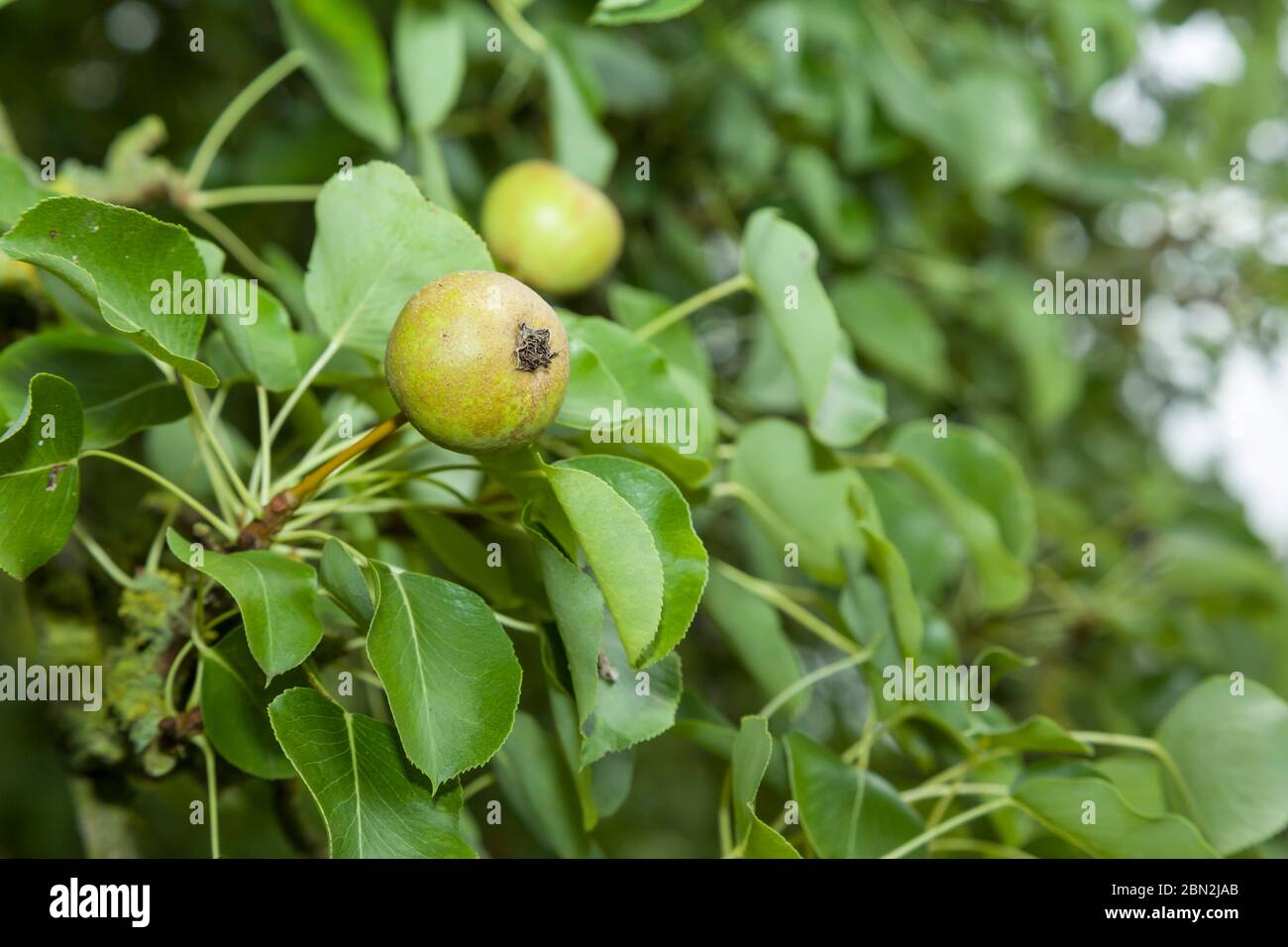 Nahaufnahme von wilden Birnen und Blättern auf einem Obstbaum in einem Obstgarten Stockfoto