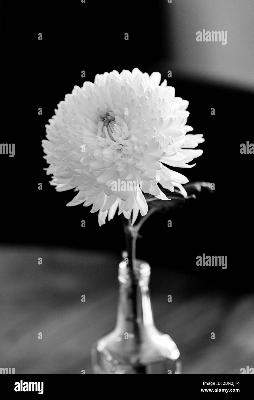 Weiße Chrysanthemum Asteraceae Blume in einer Indoor-Glasvase P Stockfoto