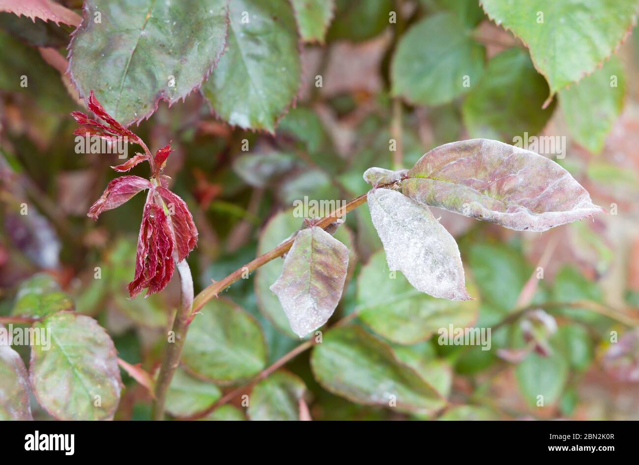 Mehltau (podosphaera pannosa) auf Rosen in einem Garten, Pilzkrankheit auf Rosenblättern, Großbritannien Stockfoto