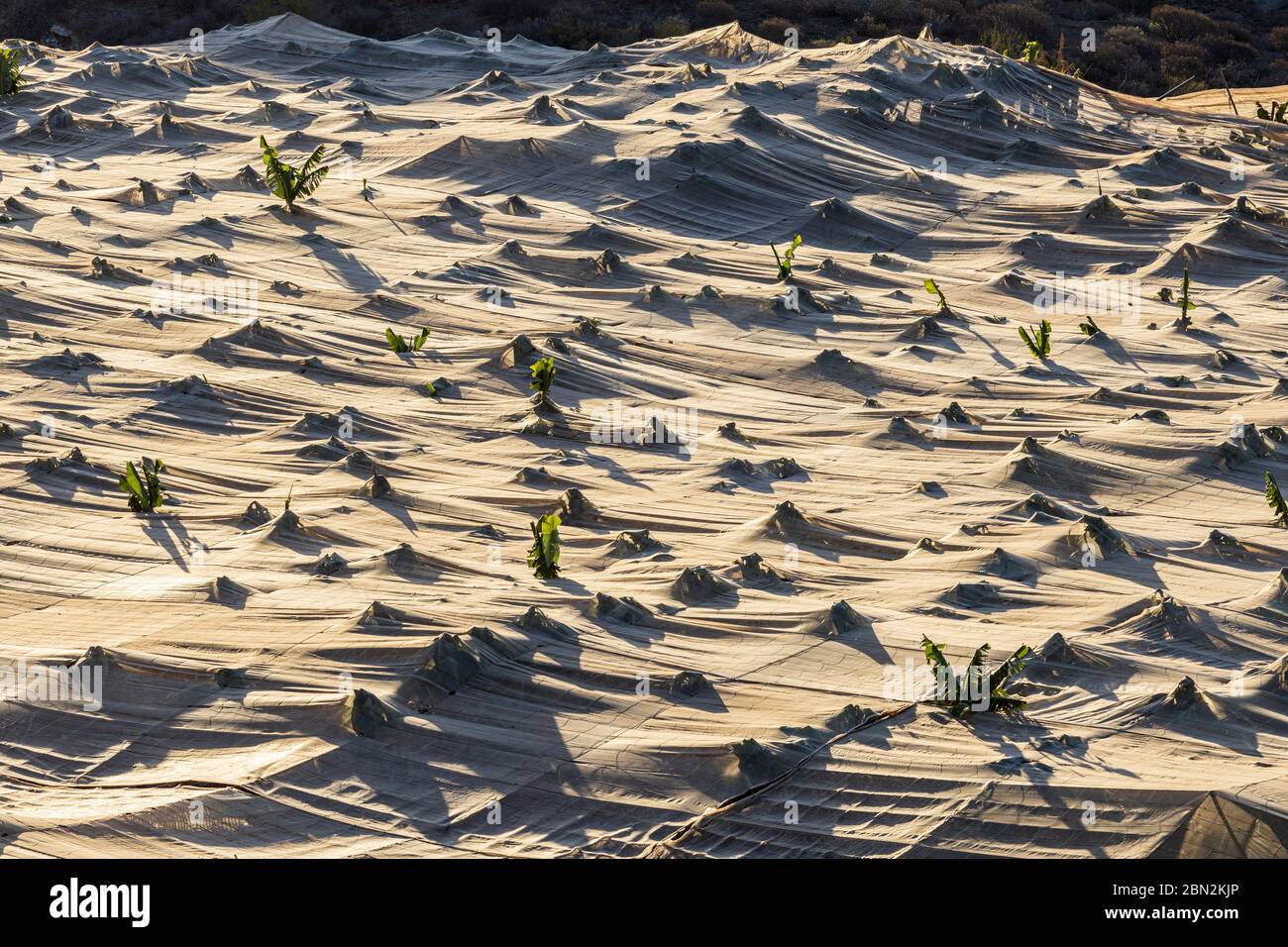 Luftaufnahme über das Netz, das eine Bananenplantage umschließt in Fanabe, Costa Adeje, Teneriffa, Kanarische Inseln, Spanien Stockfoto