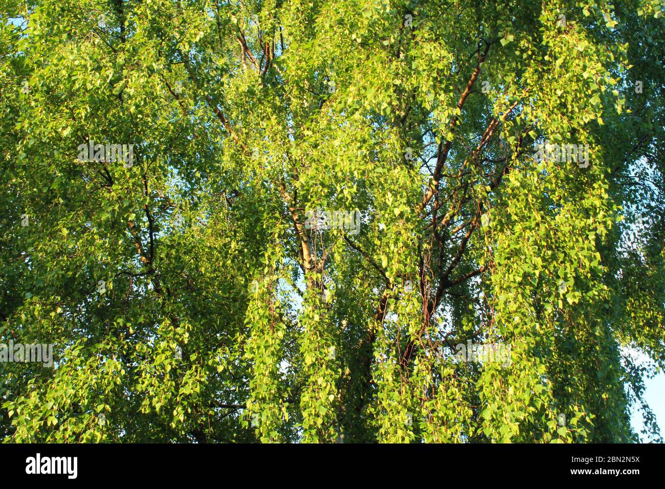 Schöner hängende, grüner Baum in der goldenen Stunde in Manchester, England Stockfoto