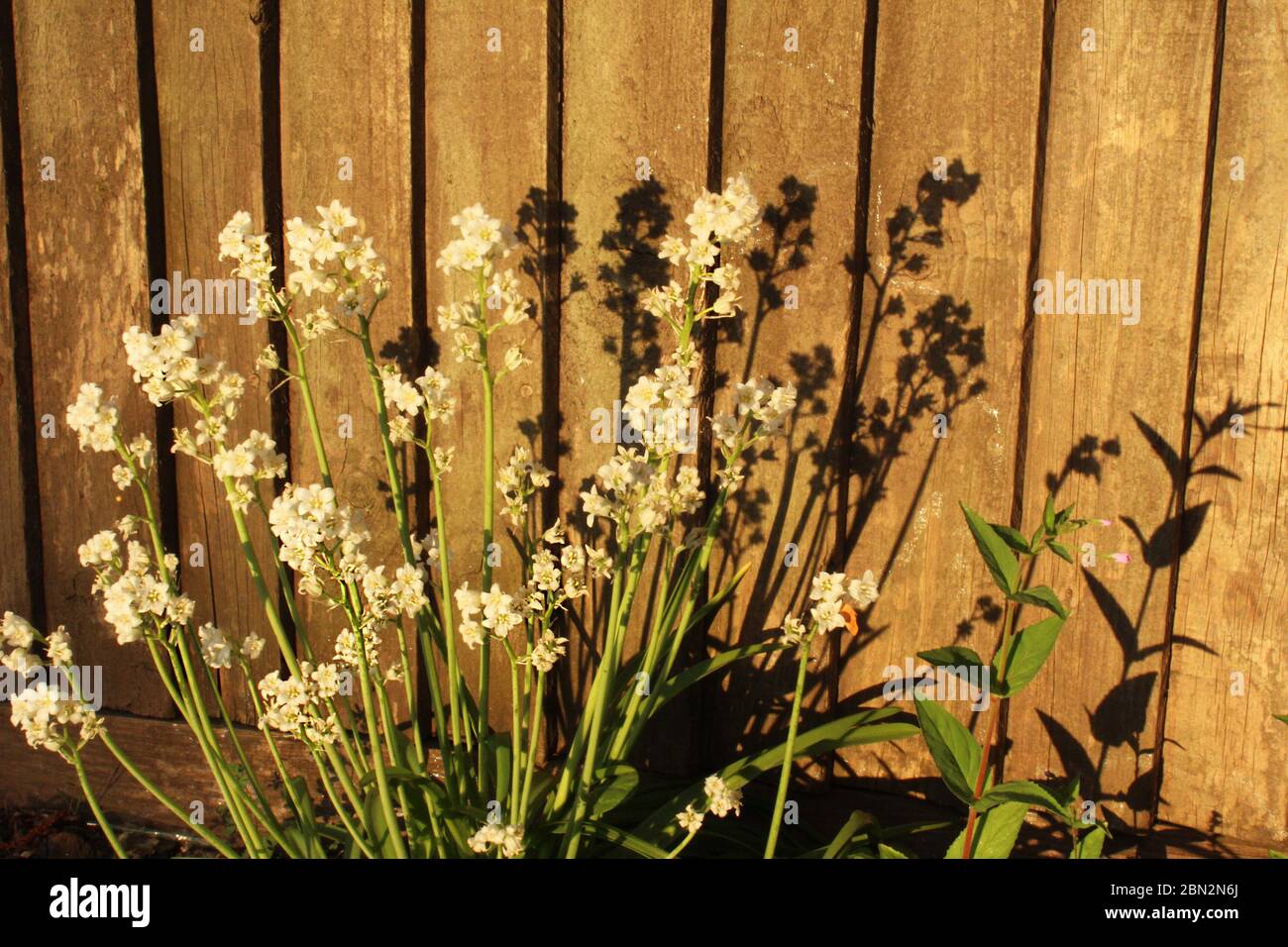 Kleine weiße Blüten Pflanzen (Blüten) vor einem Zaun in Manchester, England Stockfoto