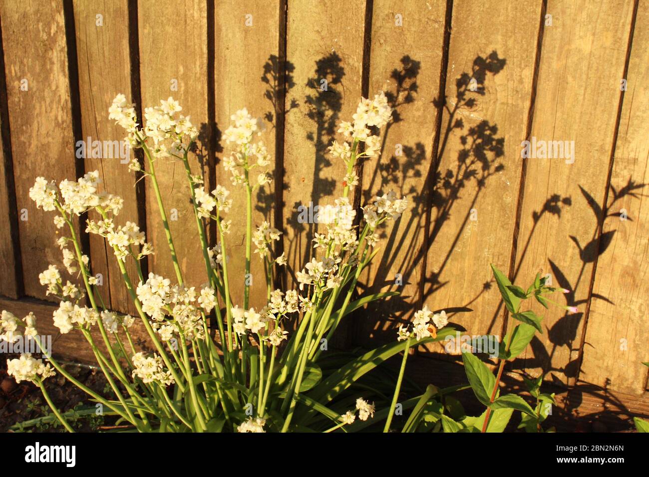 Kleine weiße Blüten Pflanzen (Blüten) vor einem Zaun in Manchester, England Stockfoto