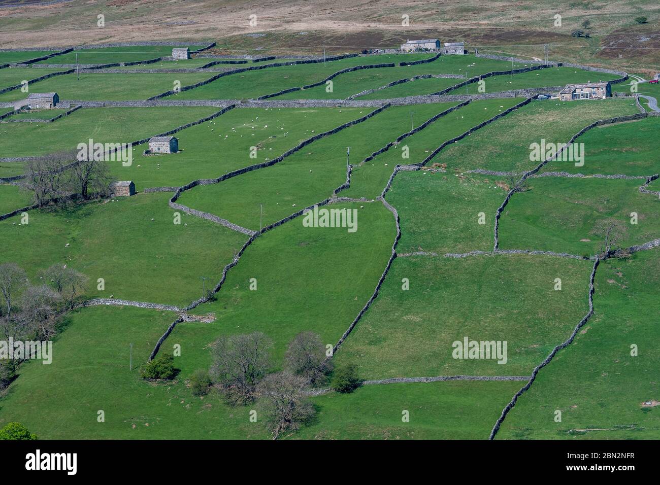 Trockenmauern, die vor über 200 Jahren errichtet wurden, sind ein Muster der Hügel in Swaledale, Yorkshire Dales National Park, Großbritannien. Stockfoto