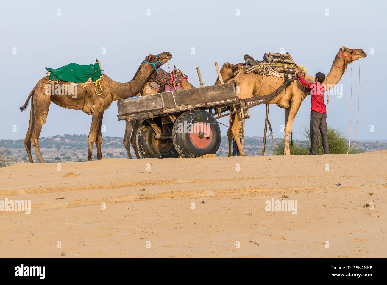 Drei Kamele mit einem Wagen und einer Person, die in der Wüste Thar, Indien, steht. Teil einer Kameltour/Fahrt/Ausflug für Touristen Stockfoto