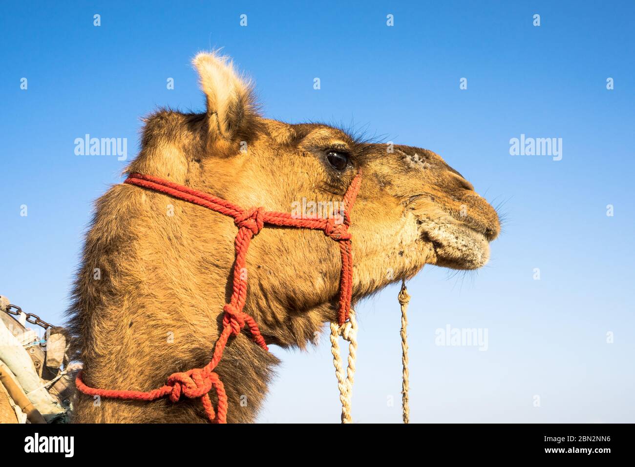 Niedlicher Kamelkopf mit Seilen und einer Leine in Nahaufnahme der Thar Wüste mit klarem blauen Himmel im Hintergrund, Rajasthan, Indien Stockfoto