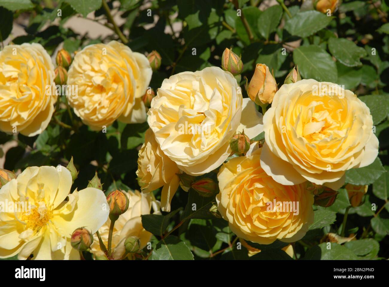 Schöne gelbe Blüten auf Englisch Strauchrose, Charlotte Stockfoto