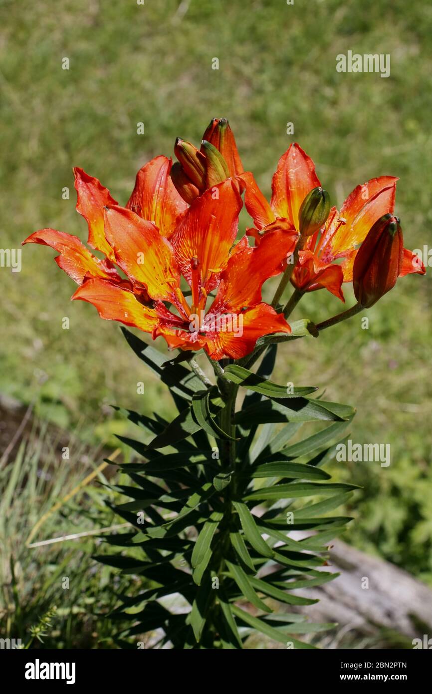 Orangerote Feuerlilie, Lilium bulbiferum ssp. Croceum Stockfoto