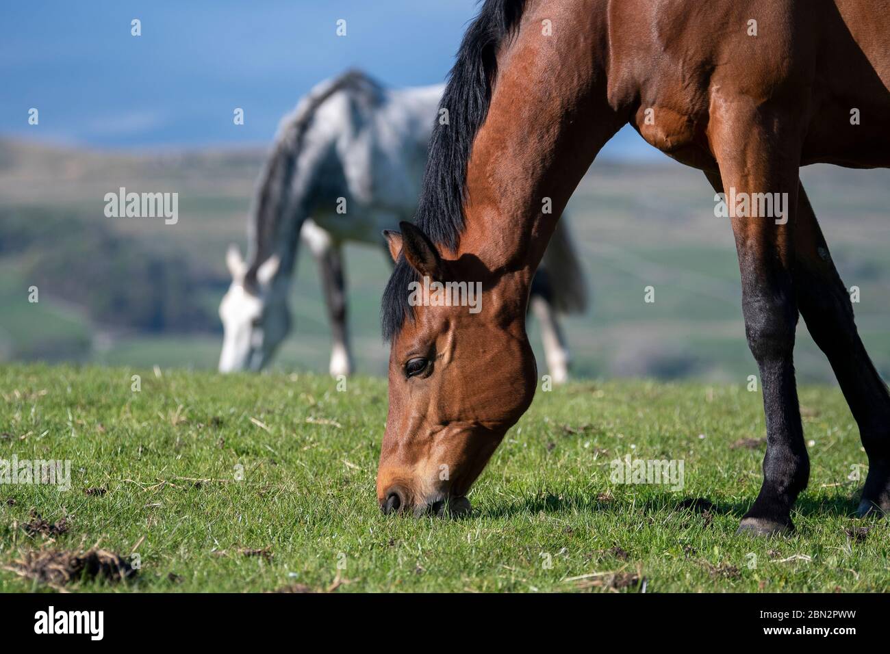 Vollblutpferde grasen auf Weiden in den Yorkshire Dales an einem schönen Frühlingsabend, Großbritannien. Stockfoto