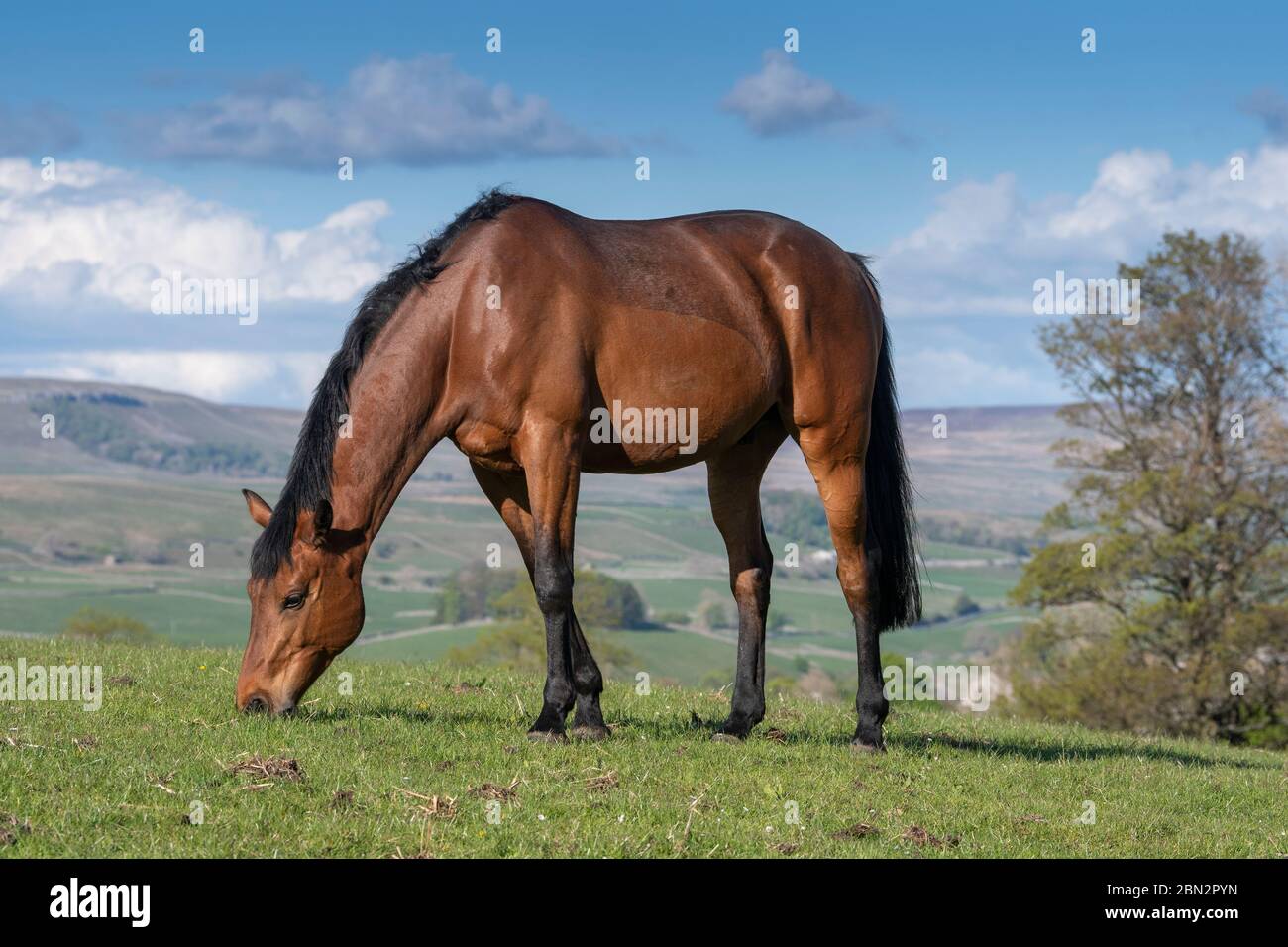 Vollblutpferde grasen auf Weiden in den Yorkshire Dales an einem schönen Frühlingsabend, Großbritannien. Stockfoto