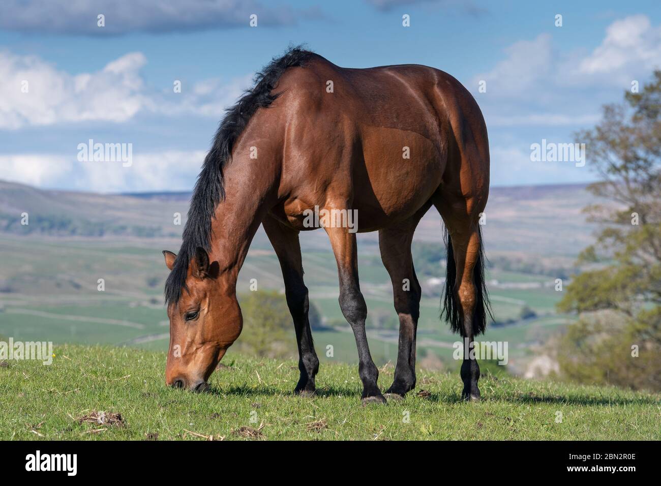 Vollblutpferde grasen auf Weiden in den Yorkshire Dales an einem schönen Frühlingsabend, Großbritannien. Stockfoto