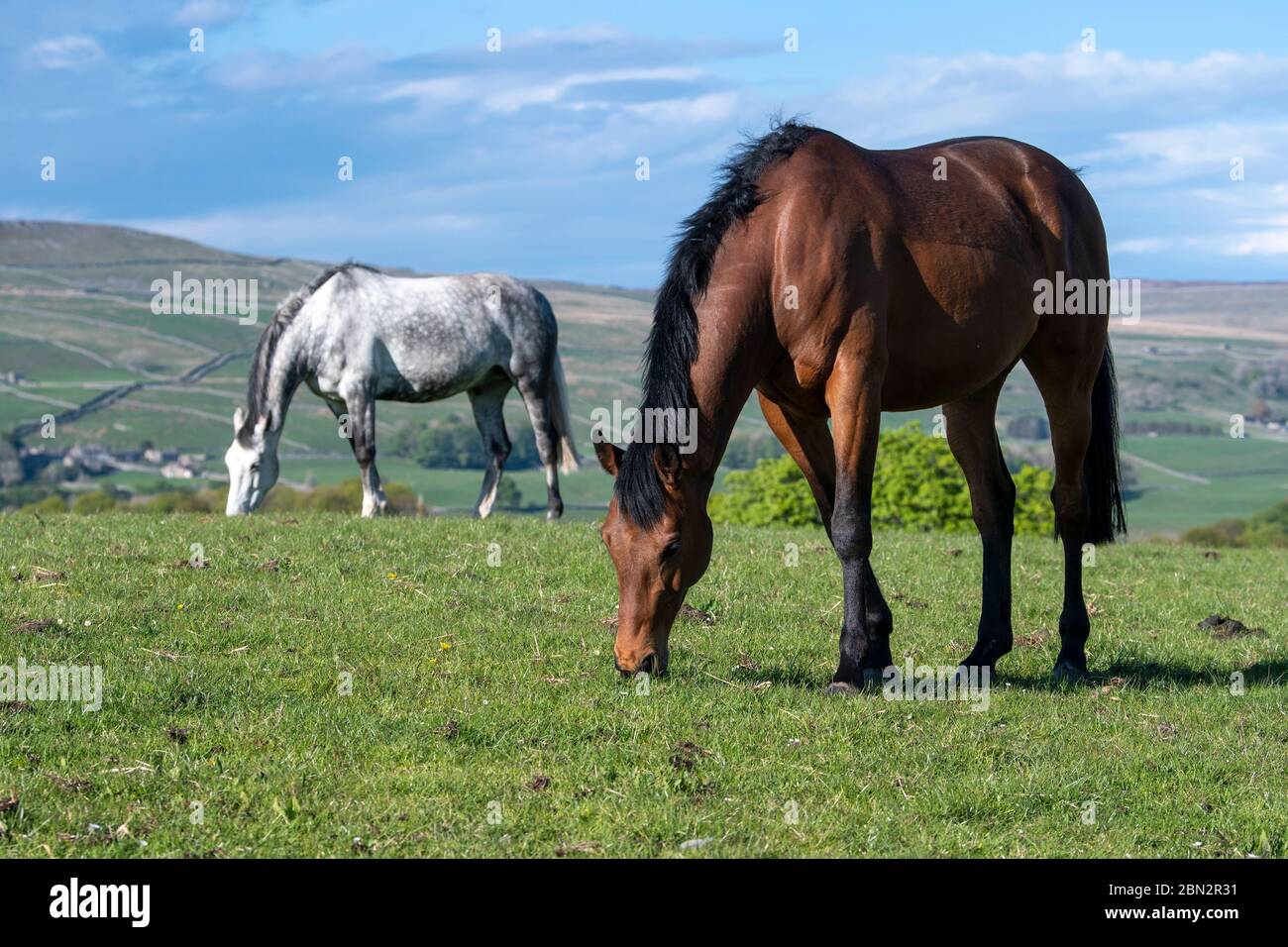 Vollblutpferde grasen auf Weiden in den Yorkshire Dales an einem schönen Frühlingsabend, Großbritannien. Stockfoto