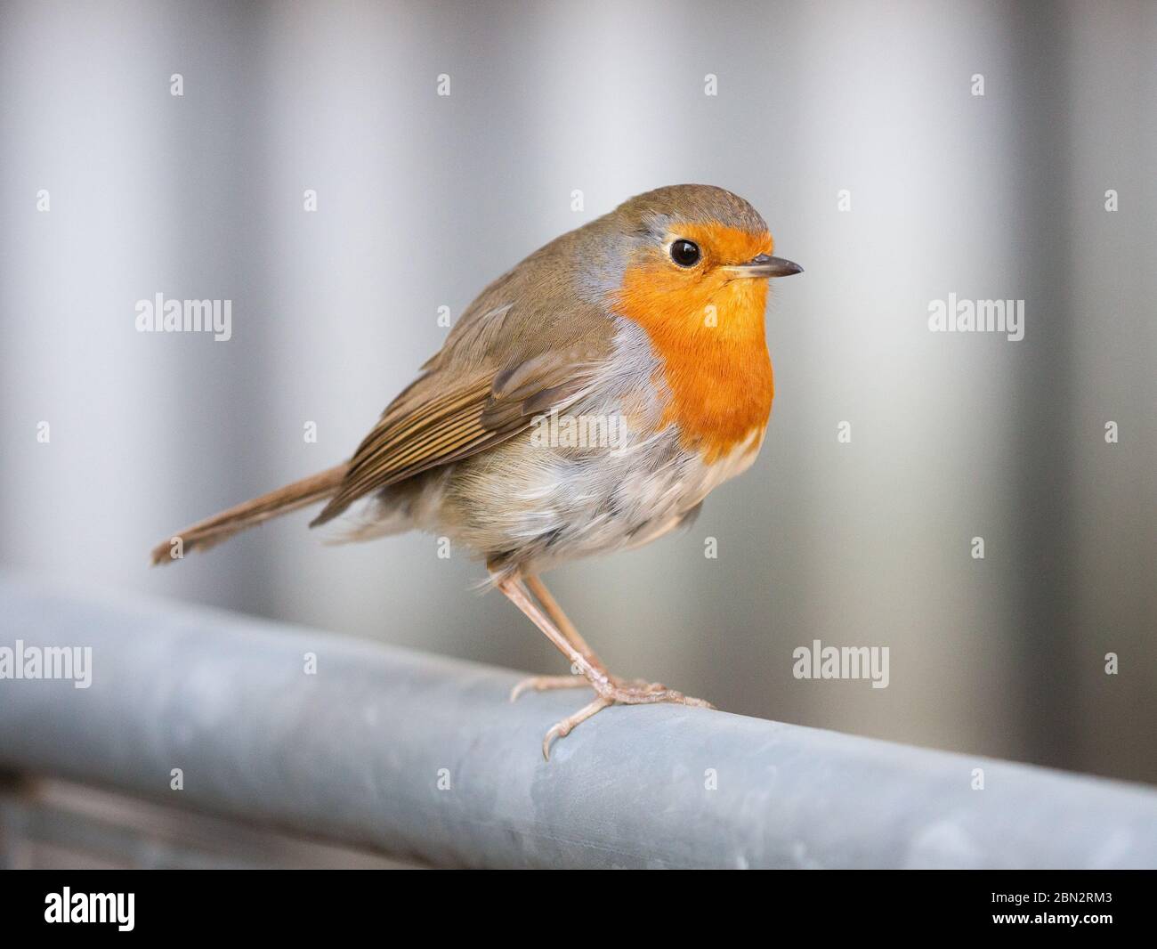 Ein europäischer Rotkehlchen, allgemein bekannt als Rotkehlchen. Der Rotkehlchen wurde zum ersten nationalen Vogel Großbritanniens gewählt, der 34% der Stimmen gewann. Es ist ein Insektenfresser. Stockfoto