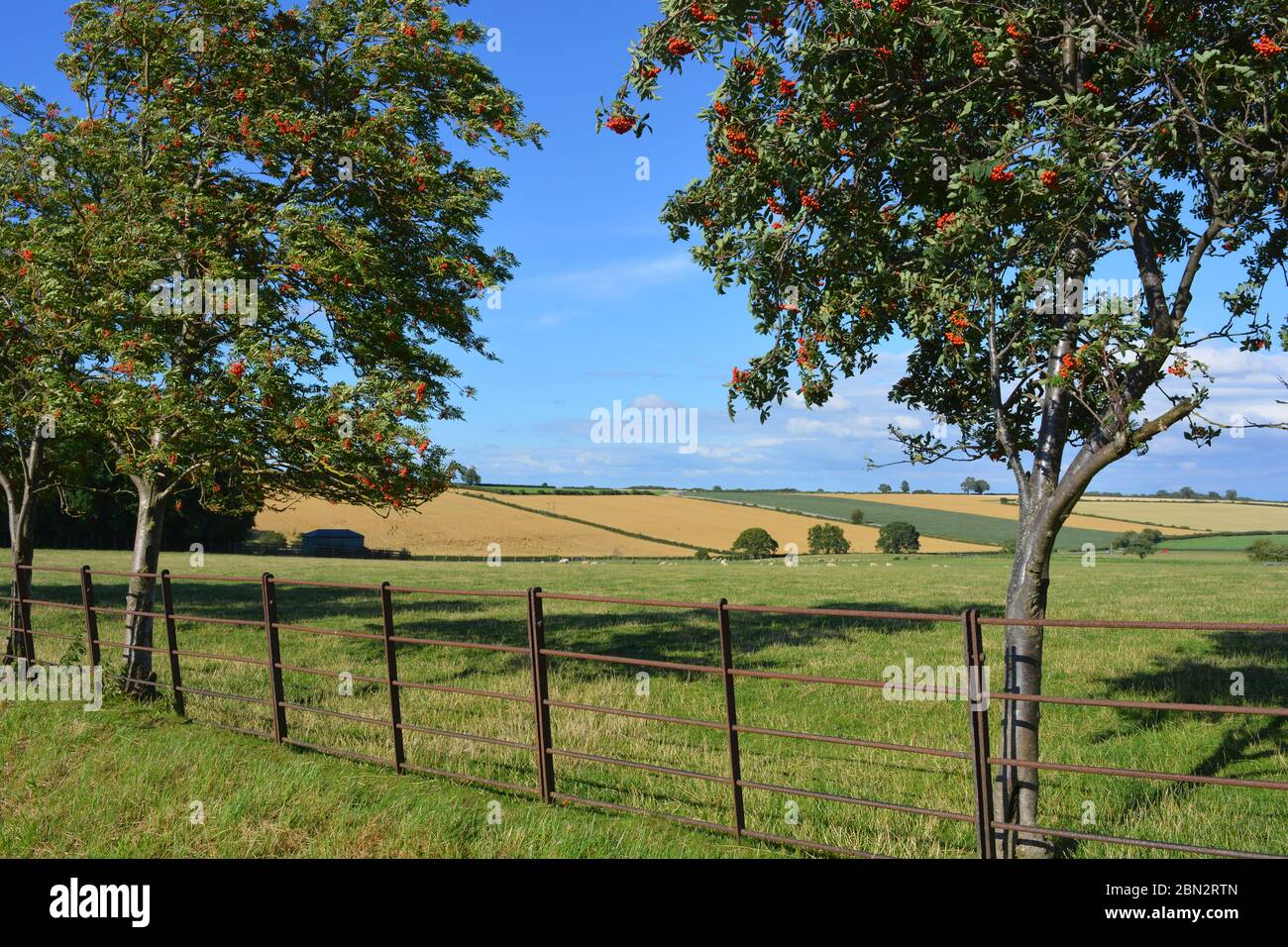 Rowan Bäume und Sommerlandschaft in den Howardian Hills, Gilling East, North Yorkshire, England Stockfoto