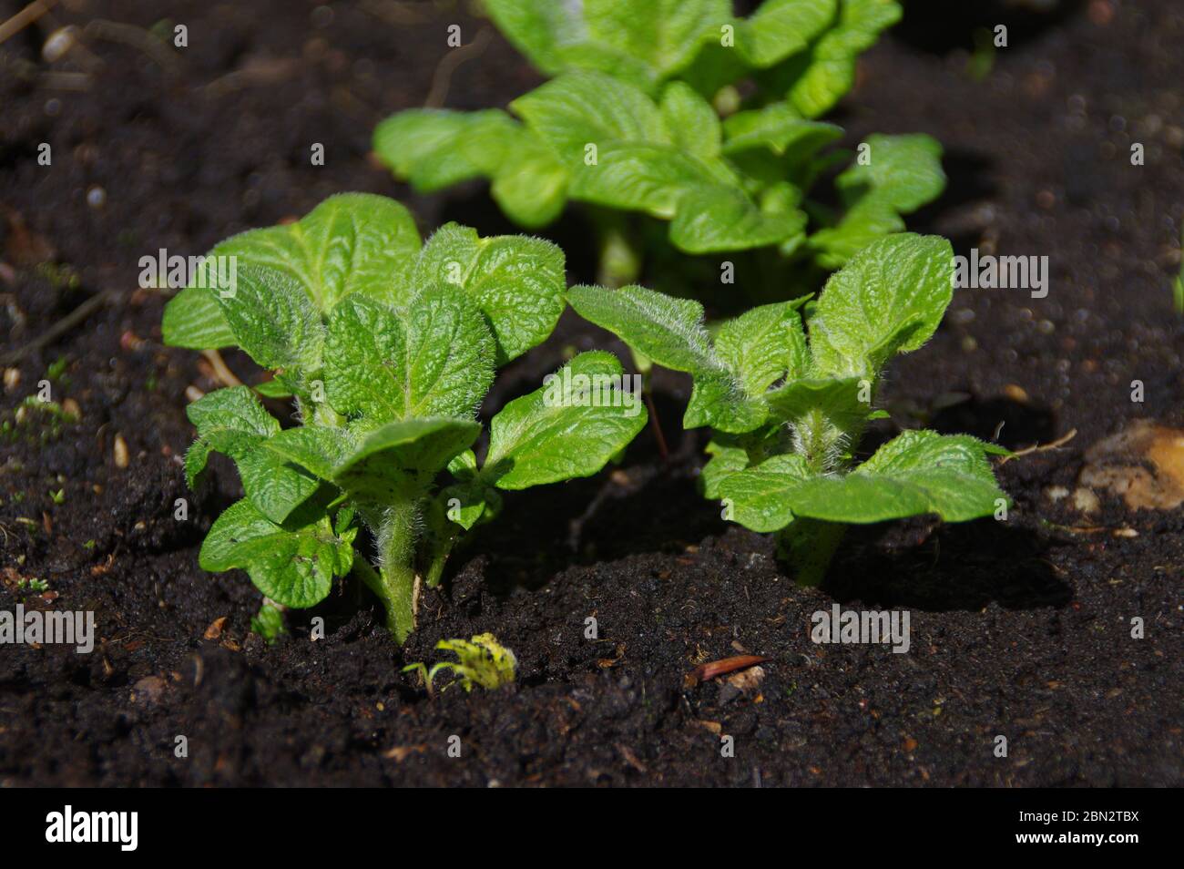 Neue Kartoffeln heben sich vom Boden ab. Biologischer Pflanzenanbau. Stockfoto