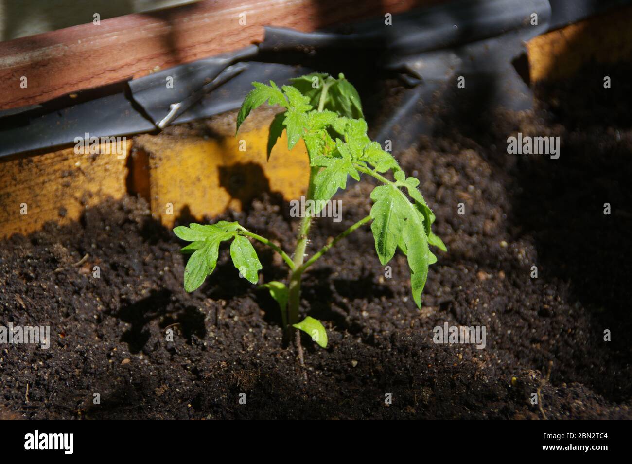 Grüne Tomate im Topf. Organische und ökologische Gartenarbeit. Junge grüne Pflanze im Öko-Garten. Stockfoto