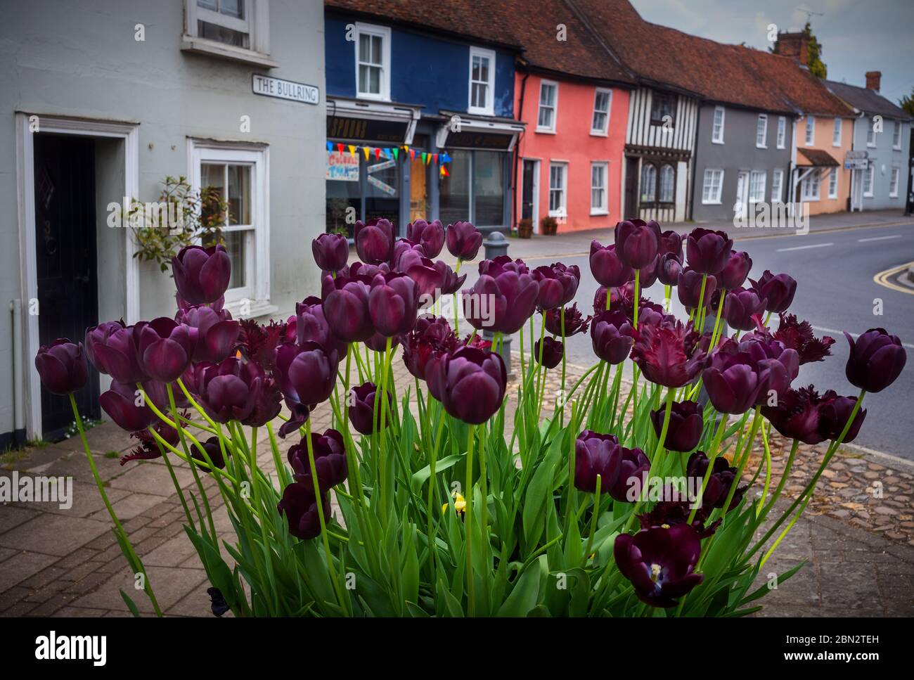 Thaxted Essex England. Tulpen in Kübeln an der Stierkampfarena gepflanzt. Mai 2020 Stockfoto