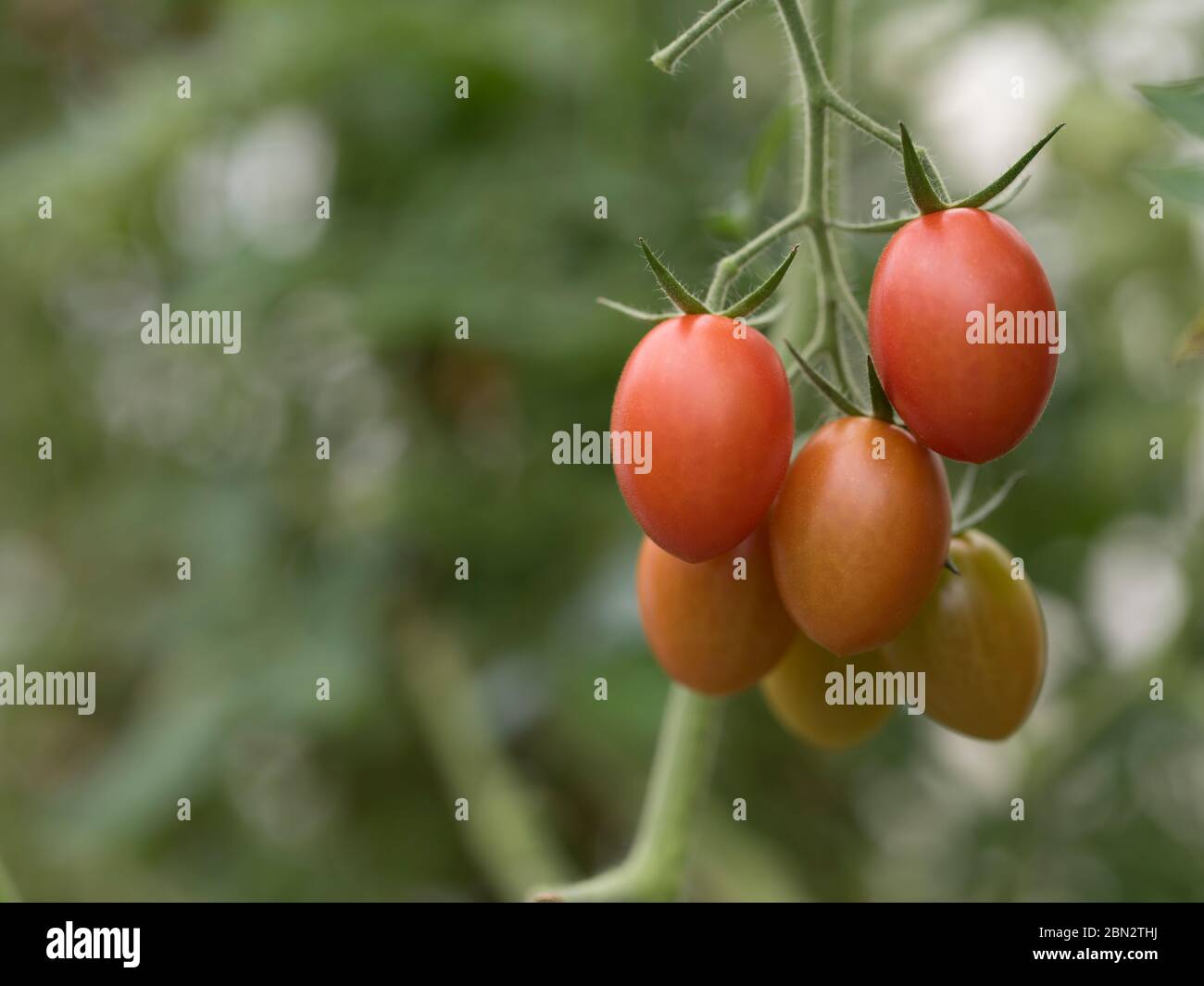 Tomatenzucht / Landwirtschaft / Anbau Stockfoto