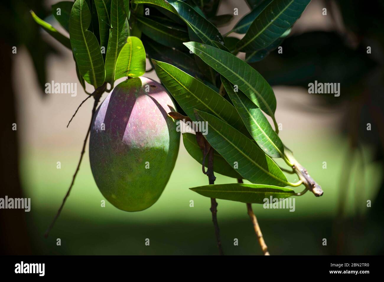 Halbreife Tommy Atkins Mangos wachsen in einem Garten in Ntinda, einem Vorort in Kampala, Uganda, Ostafrika. Die Bäume Früchte zweimal im Jahr Stockfoto