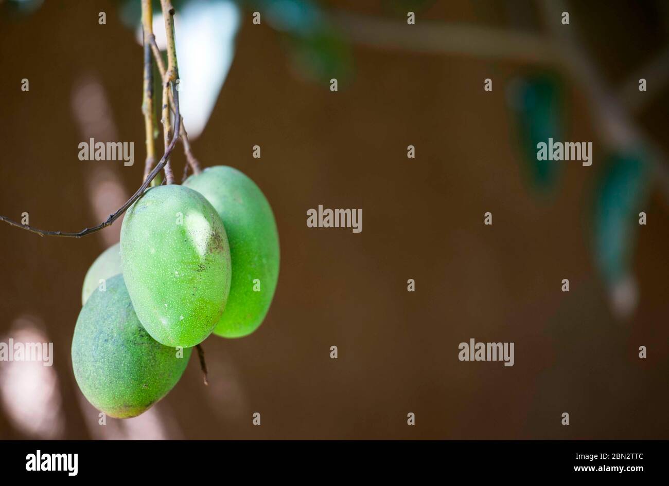 Halbreife Tommy Atkins Mangos wachsen in einem Garten in Ntinda, einem Vorort in Kampala, Uganda, Ostafrika. Die Bäume Früchte zweimal im Jahr Stockfoto