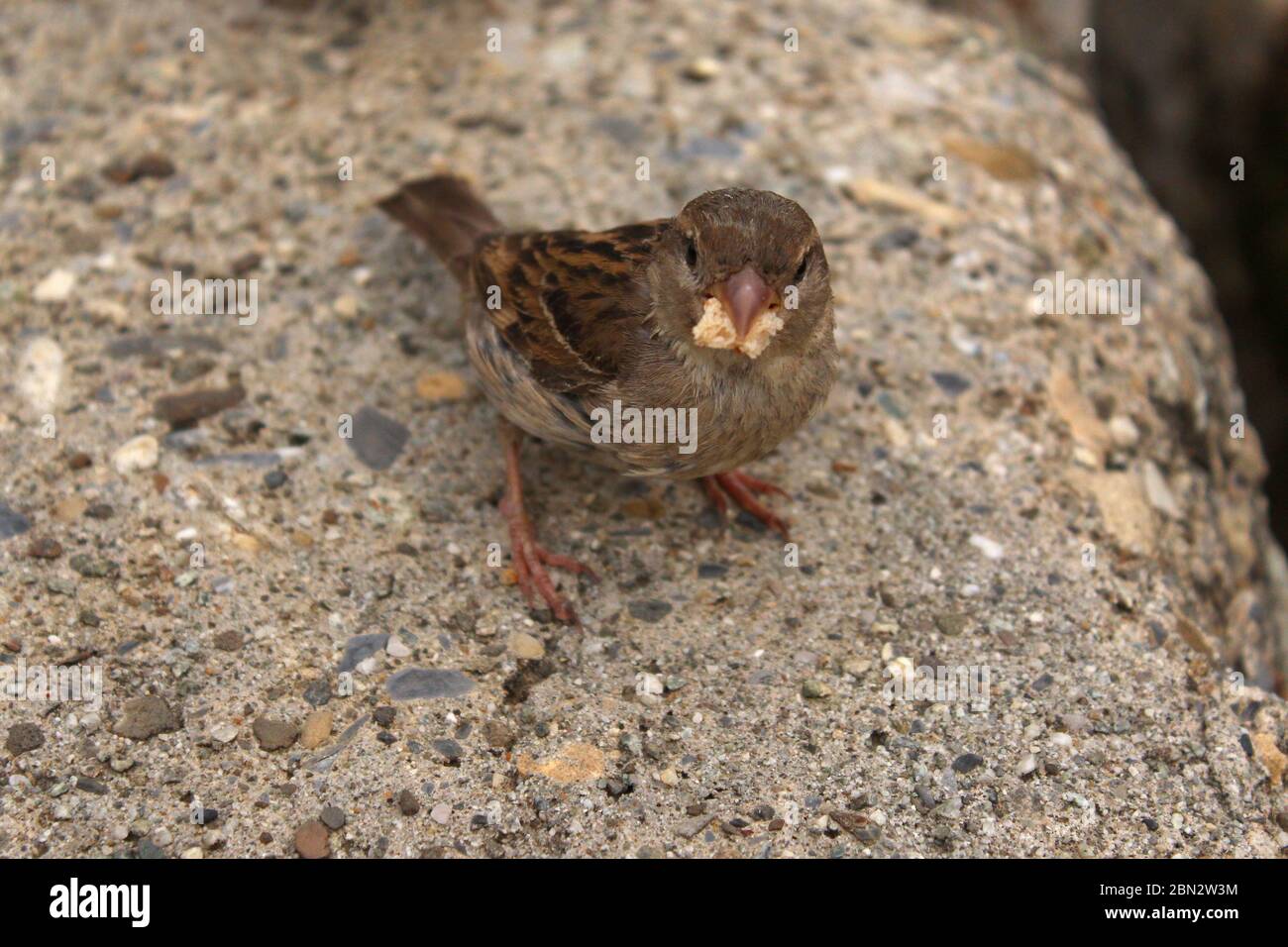 Der Haussparrow isst Brot, während er auf Steinen und Felsen sitzt Stockfoto