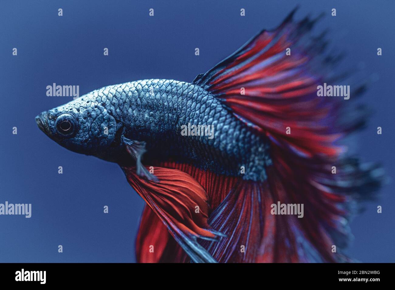 Porträt eines tropischen Süßwasserfischs Stockfoto
