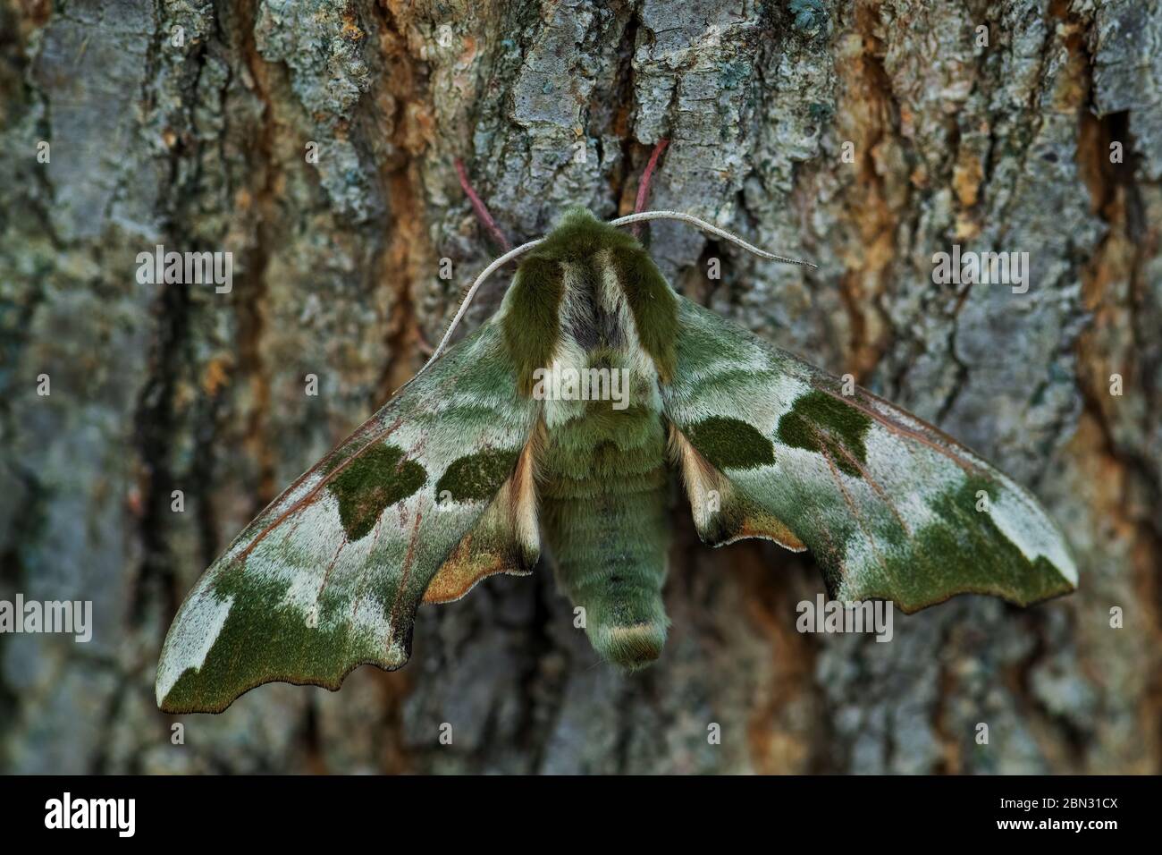 Lime Hawk-Motte - Mimas tiliae, schöne grüne Falkenmotte aus europäischen Wäldern und Wäldern, Zlin, Tschechische Republik. Stockfoto